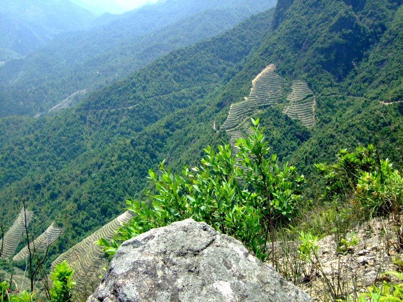 anxi  tie guan yin